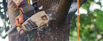 Best Arborist Consultation Services  in Coral Hills, MD