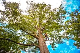 Best Tree Removal  in Coral Hills, MD