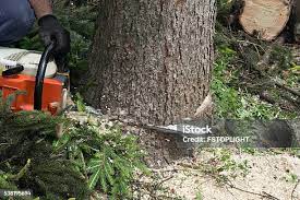 Best Tree Disease Treatment  in Coral Hills, MD