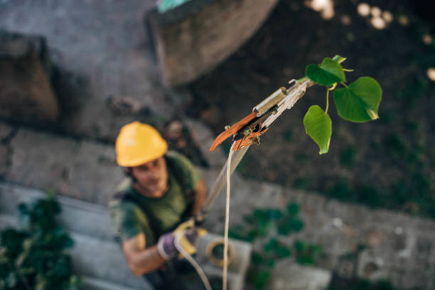Best Tree Mulching  in Coral Hills, MD