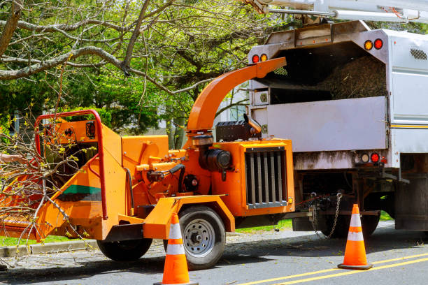 Best Fruit Tree Pruning  in Coral Hills, MD