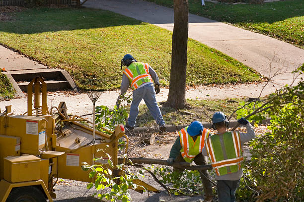 Best Hedge Trimming  in Coral Hills, MD