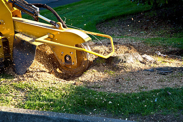 Best Soil Testing and Treatment  in Coral Hills, MD