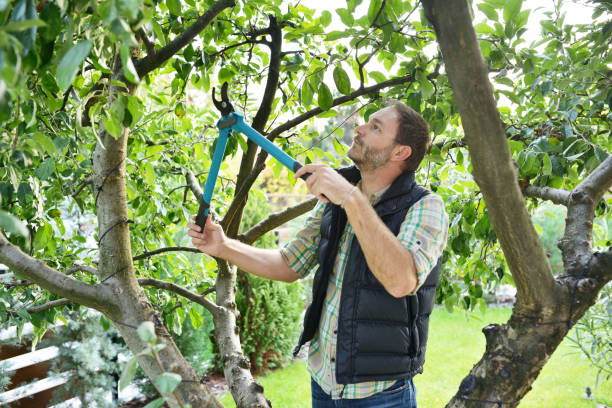 Best Root Management and Removal  in Coral Hills, MD
